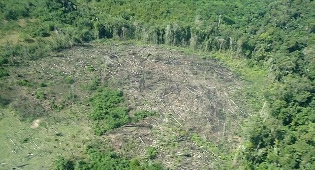 amazonas, desmatamento, recorde, amazonia