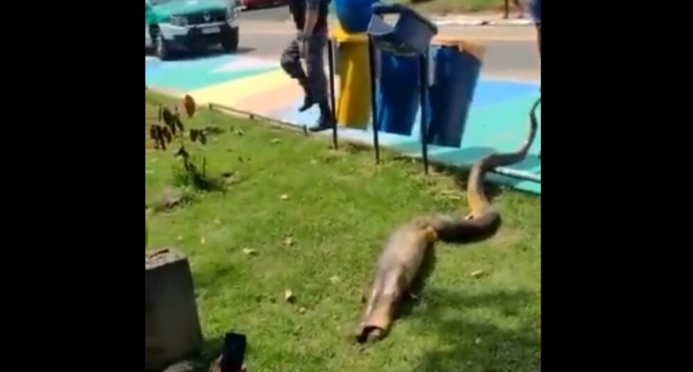Em praça de Manaus, cobra grande 'vomita' jacaré. Moradores filmaram