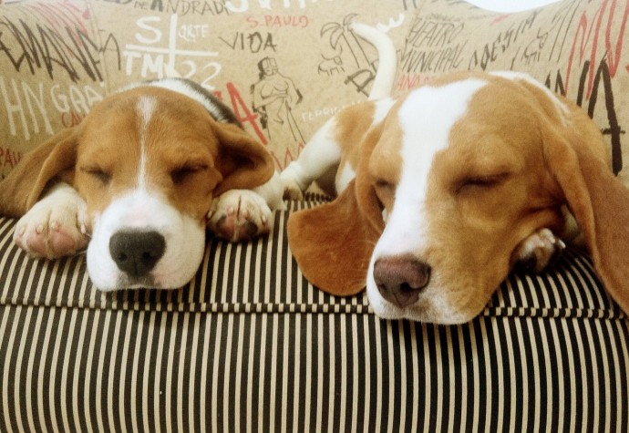 A fantástica história do resgate de milhares de cães para cobaias