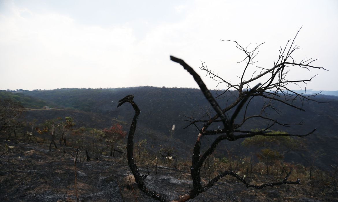 Queimadas de agosto na Amazônia são maiores dos últimos 12 anos