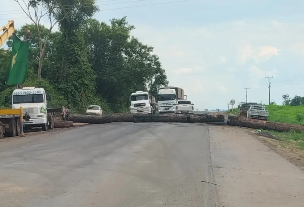 MPF apura derrubada de árvore centenária por bolsonaristas