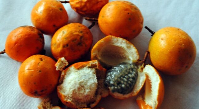 'Maracujá-do-mato' vira cosmético para tratar manchas na pele