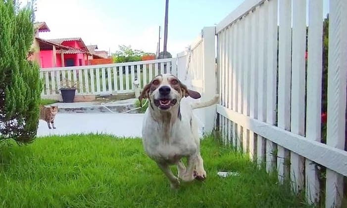 Pedro, cachorro do Márcio