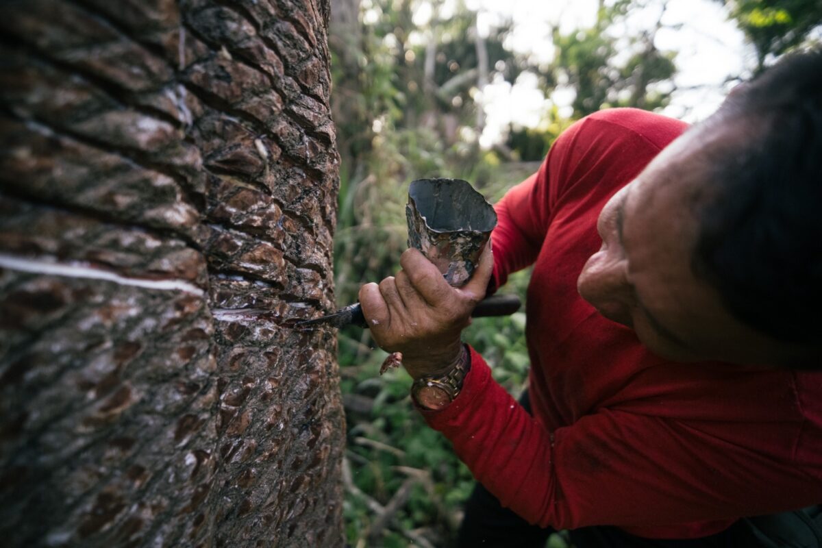 Gigante de pneus e entidades querem reativar borracha no Amazonas