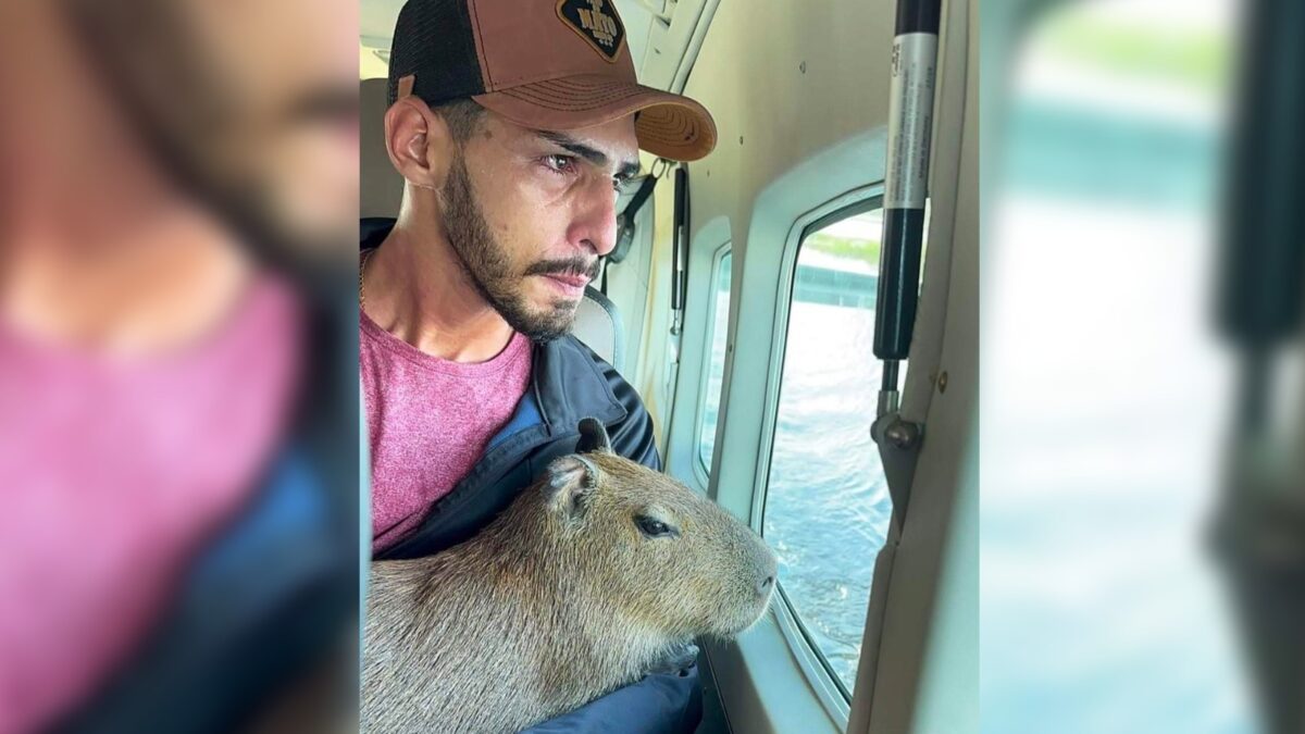 Capivara "Filó" já no Ibama, processo e multa contra tiktoker continuam
