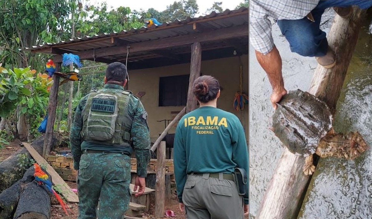 Operação do Ibama em Novo Airão