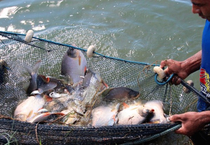 Despesca do pacu e tambaqui é sucesso no Puraquequara, em Manaus