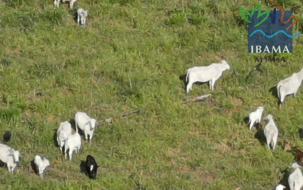 Sul do AM: Ibama apreende madeira e gado e aplica multa de R$ 47 milhões