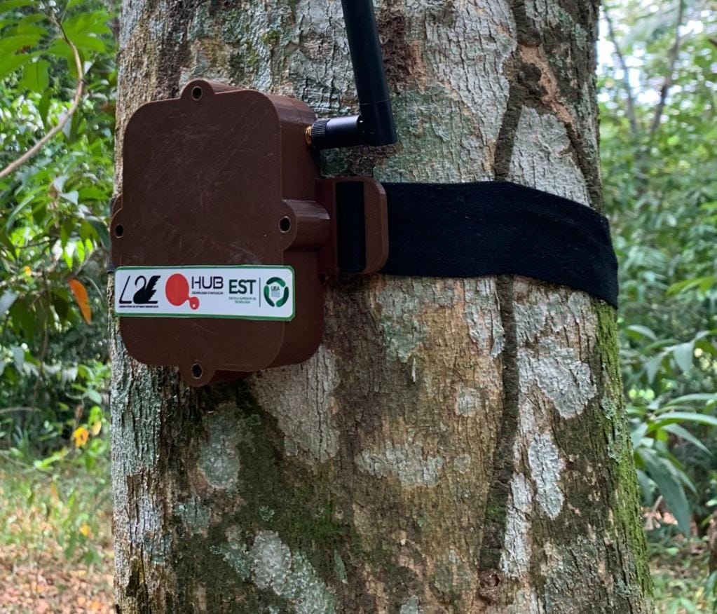 Projeto Curupira/UEA vai monitorar desmatamento na Amazônia