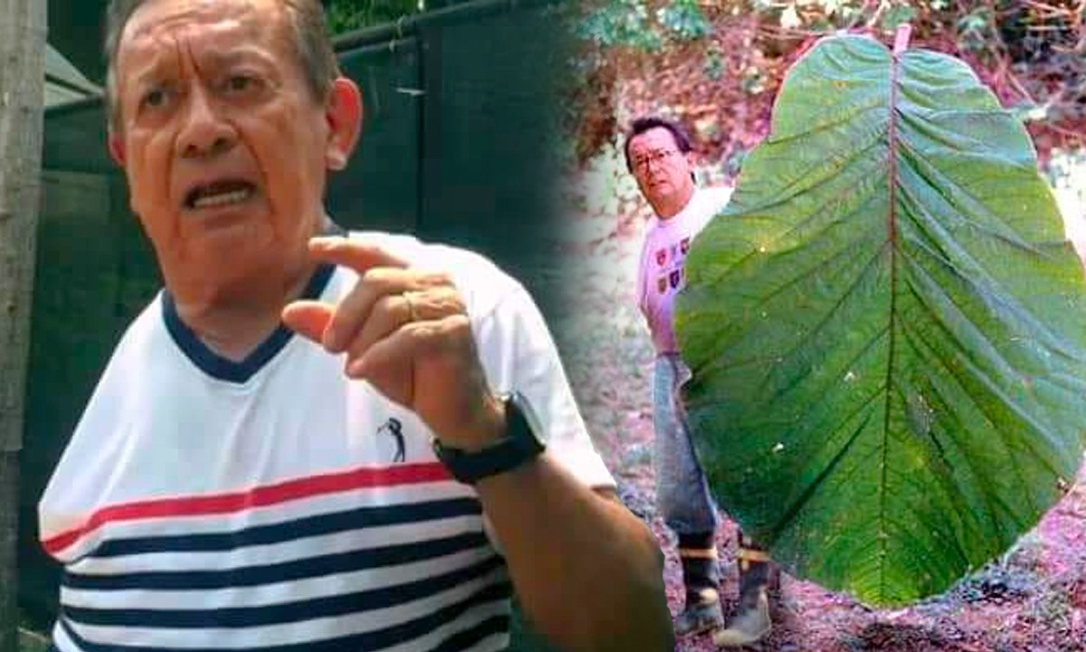 Carlos Cid Coccoloba gigantifolia cocoloba gigante