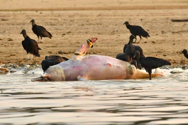 O que teria mesmo matado botos no Amazonas?