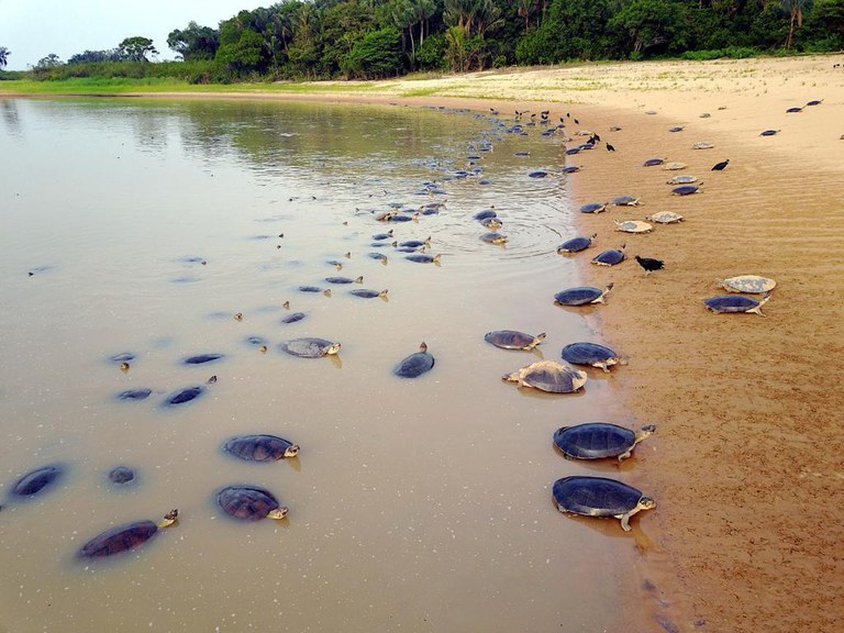 Amazônia: o espetáculo de quase 1 milhão de quelônios nascidos no Tapajós