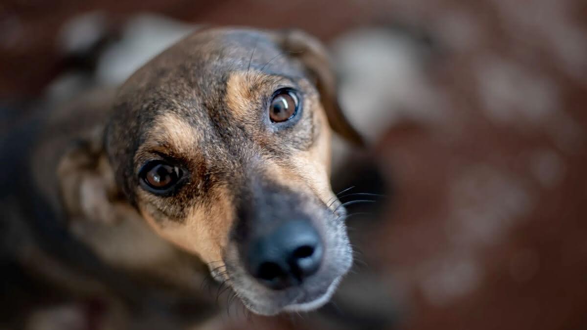 Amazonas ganha Código de Direito e Bem-Estar Animal
