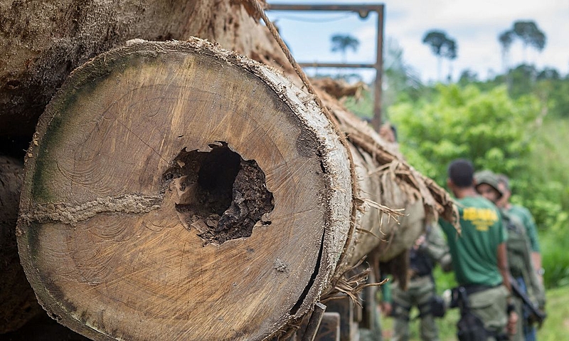 Amazônia fecha primeiro mês do ano com queda no desmatamento