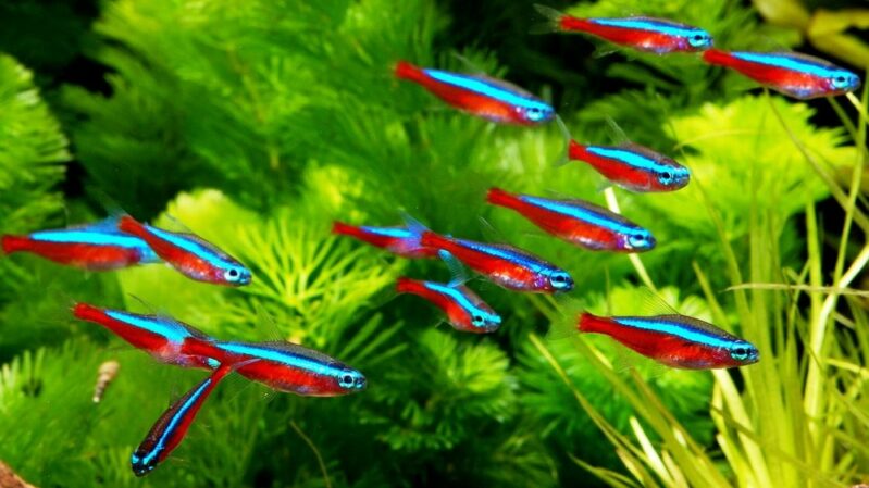Amazonas pede a ministro solução à exportação de peixes ornamentais
