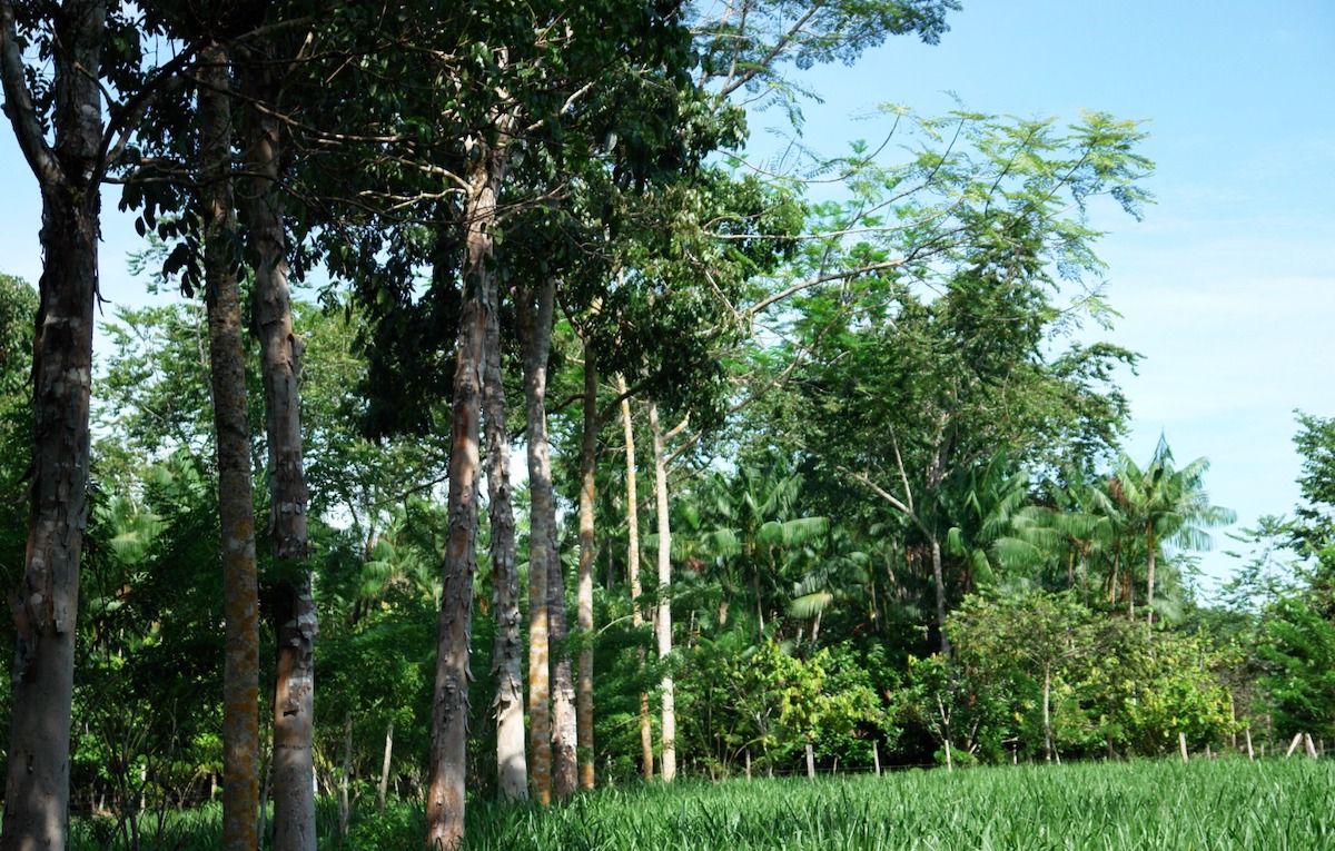 Embrapa área de estudos de créditos de carbono
