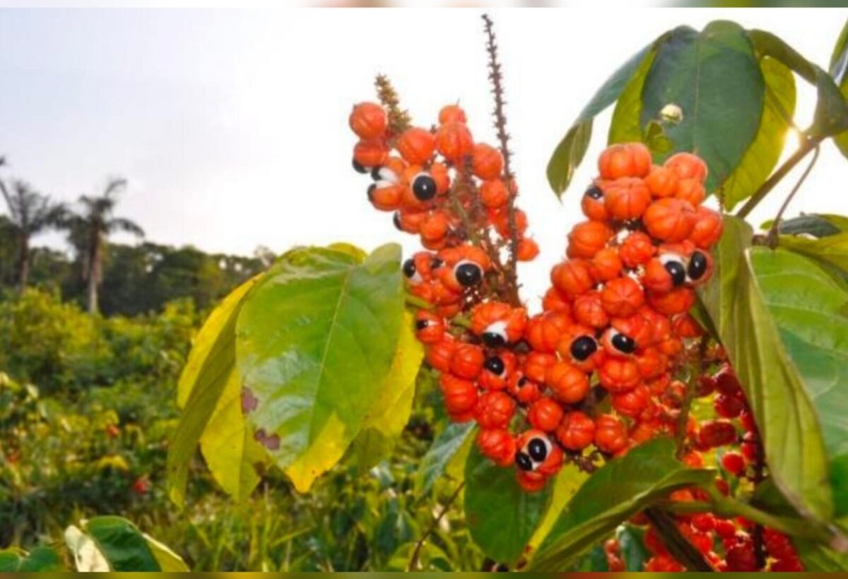 Lula pede guaraná de Maués para replantar floresta no Alvorada