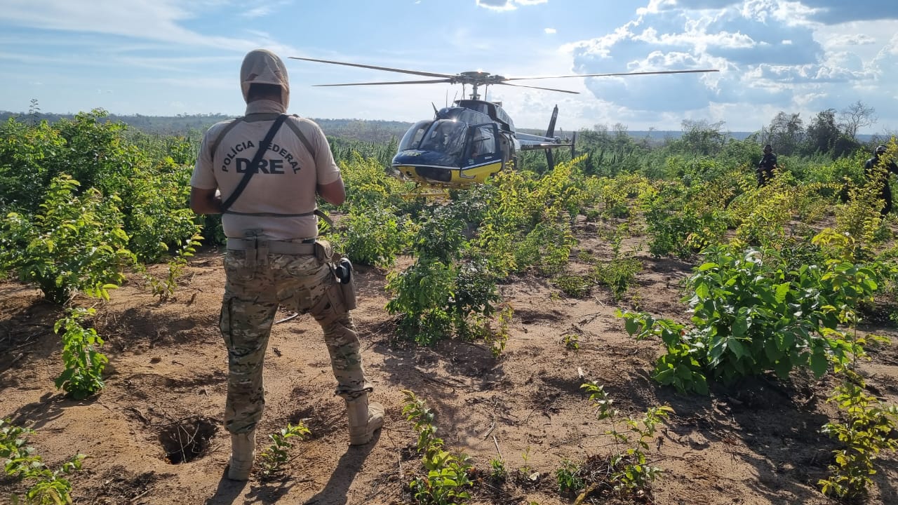 Amazônia: facções aliciam jovens da floresta e indígenas para o tráfico, diz estudo