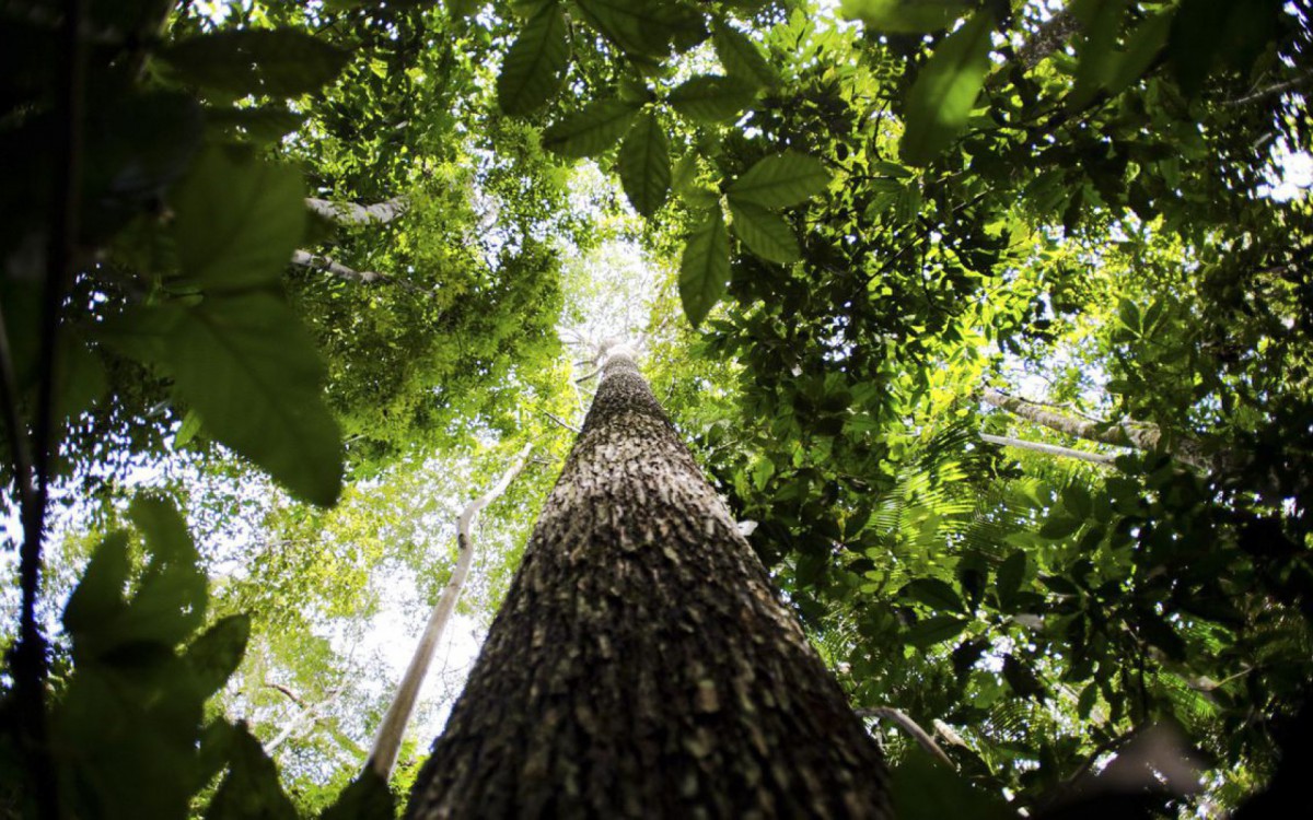 Amazônia: o plano de crédito de carbono que envolve sócio da BTG Pactual