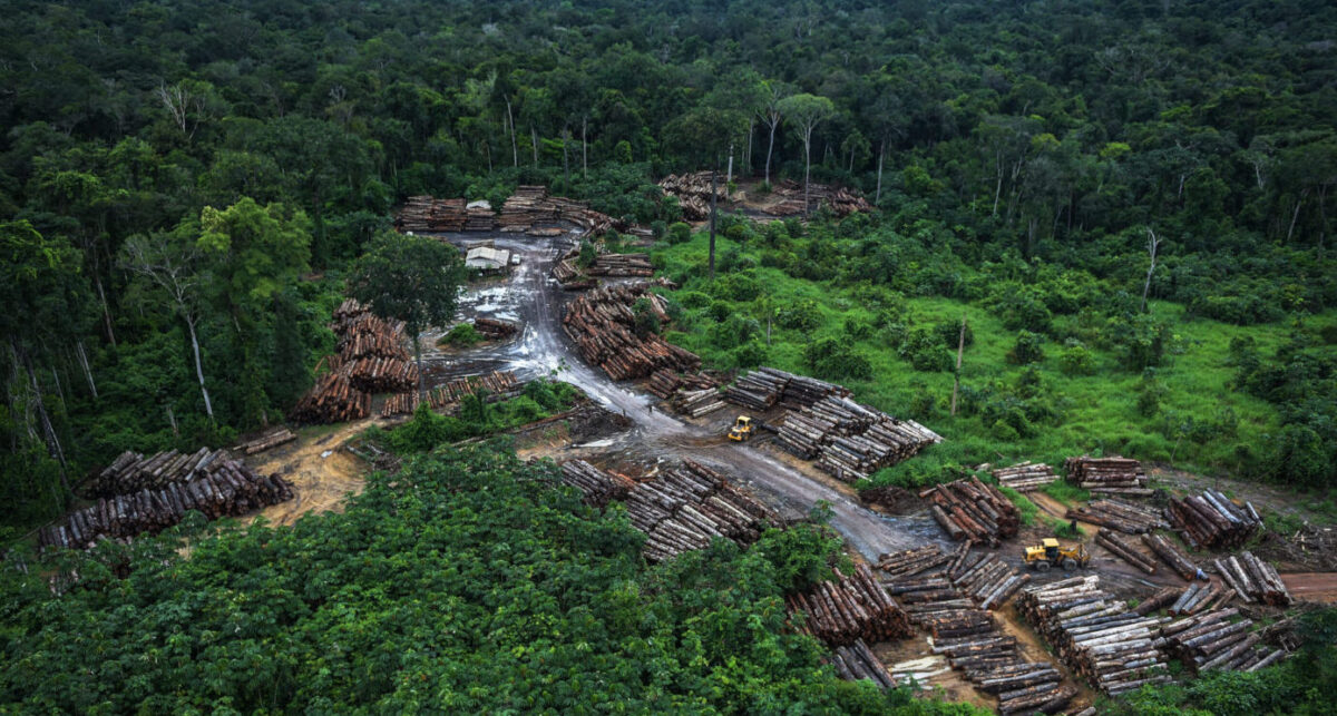 Crédito de carbono: projetos em Lábrea são acusados de ‘lavagem’ de madeira