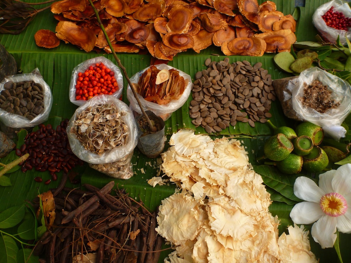 Pracaxi Bioeconomia Idesam