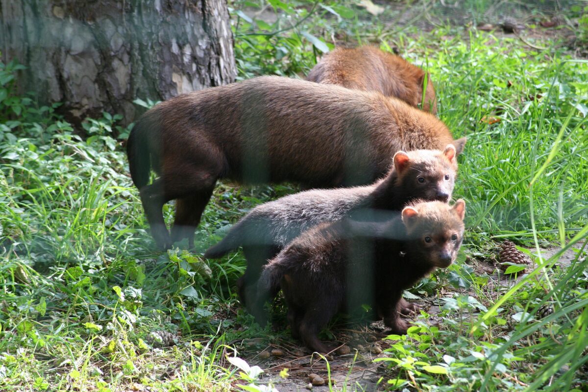 Amazônia: espécie rara e em extinção do cão vinagre tem flagra raro na floresta