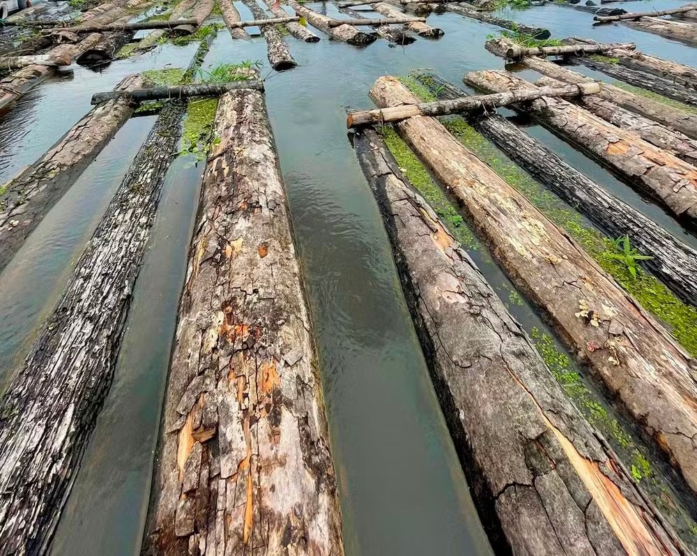 Amazônia: 600 toras de madeira de reserva ambiental são apreendidas no Amazonas