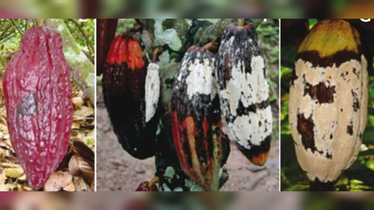 Cacau: fungo apavora produtores do Amazonas e outros da região Norte