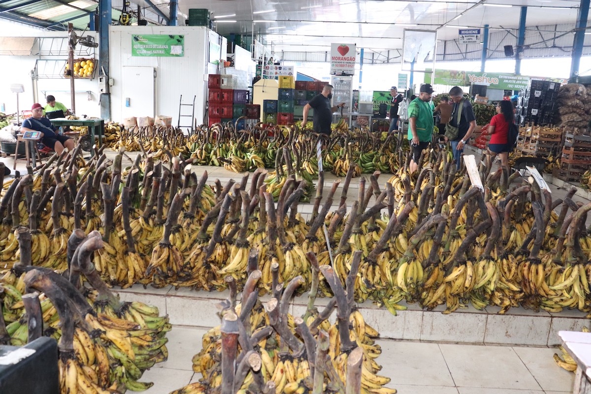 Banana: cerco a garimpeiros no AM aumenta produção e derruba preço