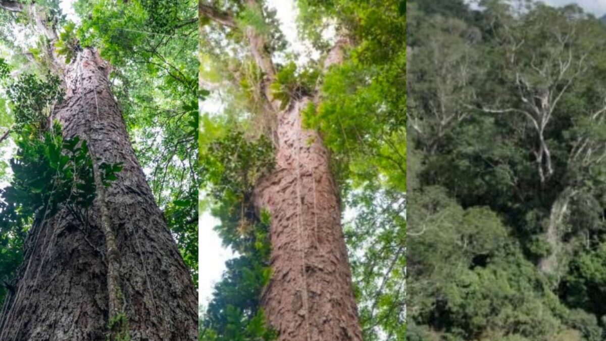 Amazônia: parque deve ser criado para proteger santuário de árvores gigantes
