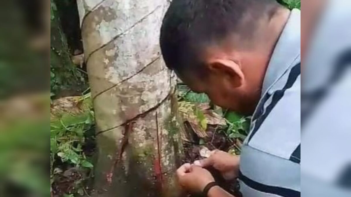 Sangue de grado é fonte de renda a extrativistas do rio Madeira, no Amazonas