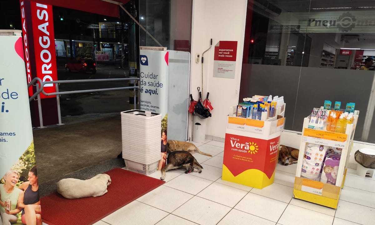 Cães se rua se protegem em ar-condicionados de lojas