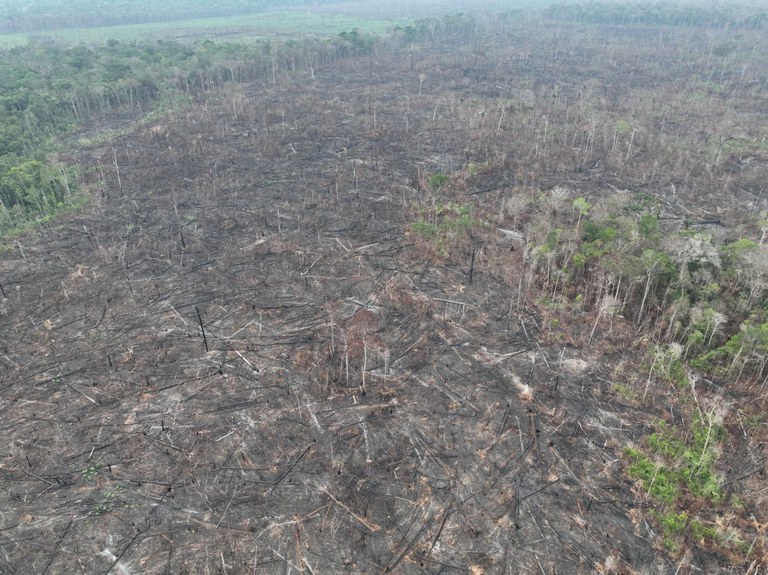 Sul do Amazonas: preso homem que derrubou e queimou 250 hectares de floresta