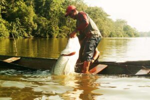 Amazônia: seca ameaça a pesca do pirarucu