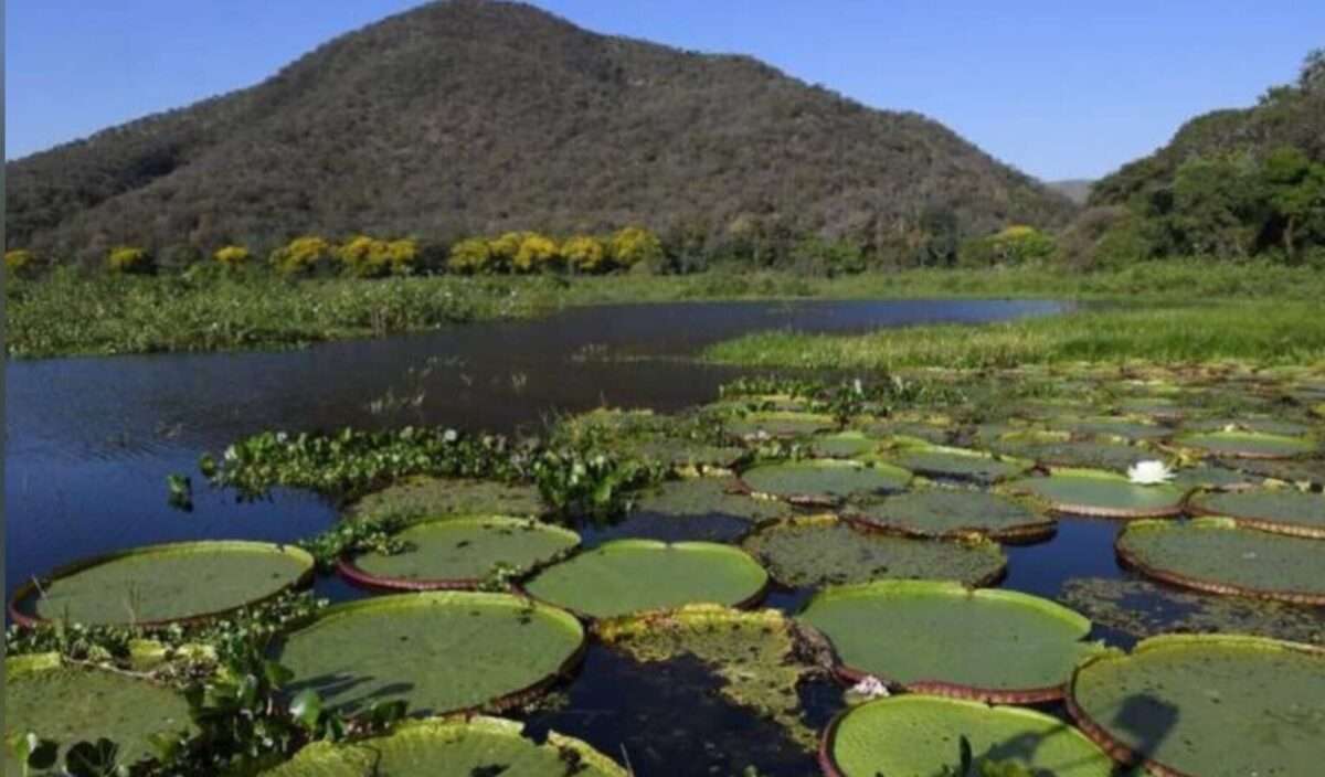 COP-30: entidades querem debate sobre Pantanal no evento da ONU
