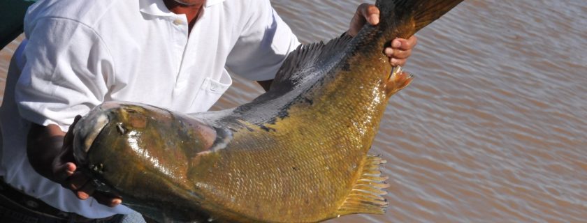 Tambaqui de lagos e rios é liberado para pesca no Amazonas
