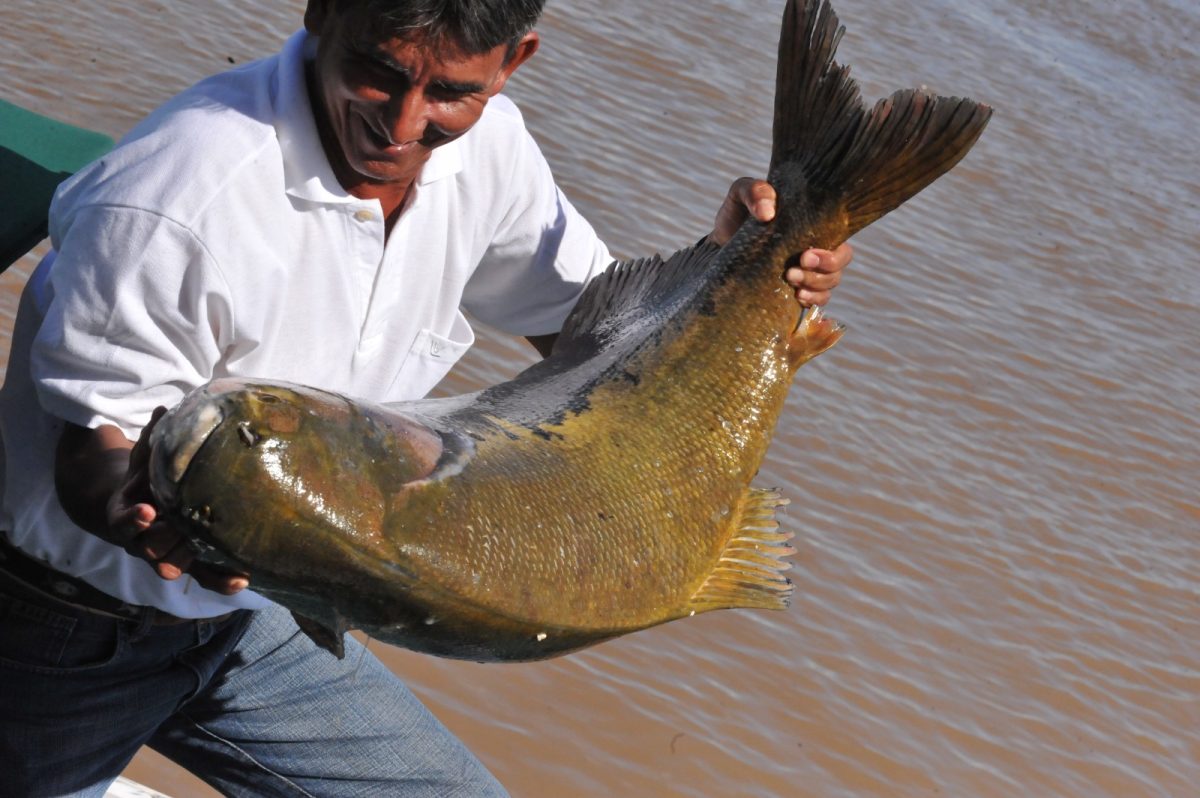 Tambaqui de lagos e rios é liberado para pesca no Amazonas