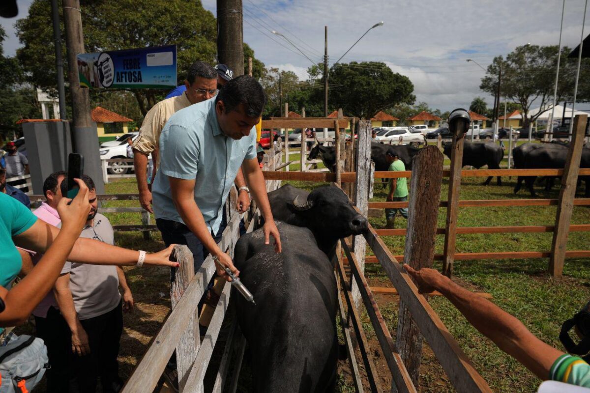Livre da aftosa, Amazonas agora pode exportar carne bovina