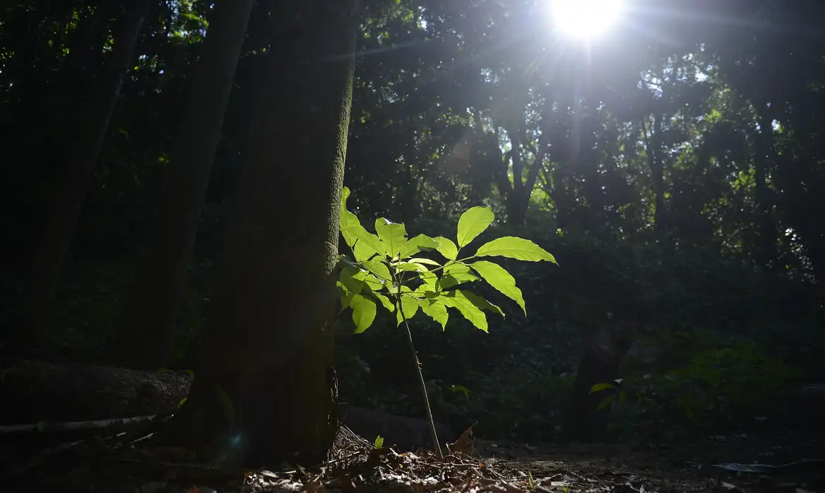 Amazonas: MPF quer anular contrato de crédito de carbono em Borba