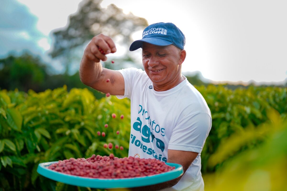 Eneva apoia projeto que faz primeira colheita de café robusta em Silves, AM