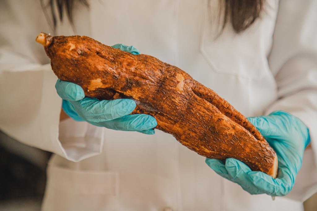 Mandioca açucarada produz bioetanol, revela pesquisa no Amazonas