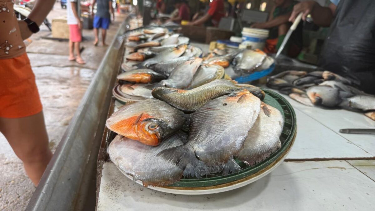 Após dois anos, fartura de peixes reaparece nas feiras do Amazonas