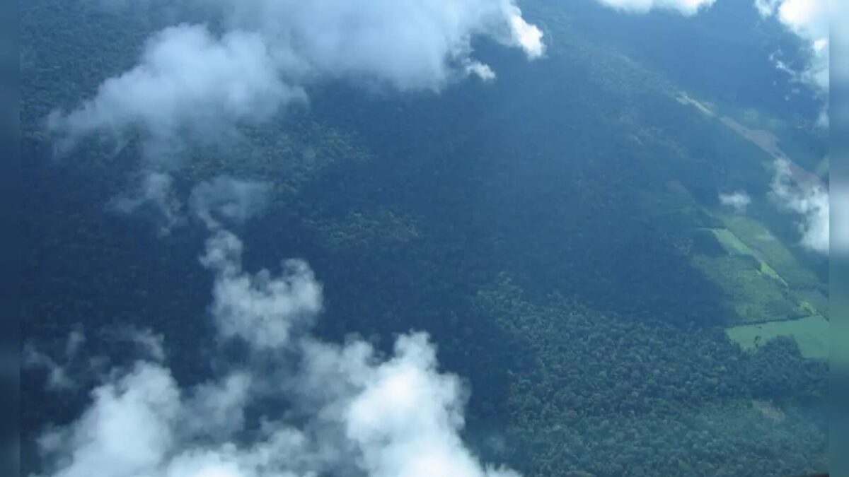 Amazônia: mais da metade do crédito de carbono vendida está 'suja'