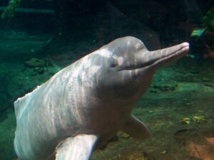 Amazonas-Flussdelfin_Orinoko3