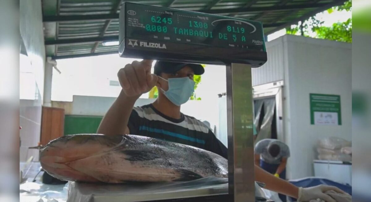 Tambaqui é astro de recorde de US$ 670 milhões em exportações de Rondônia