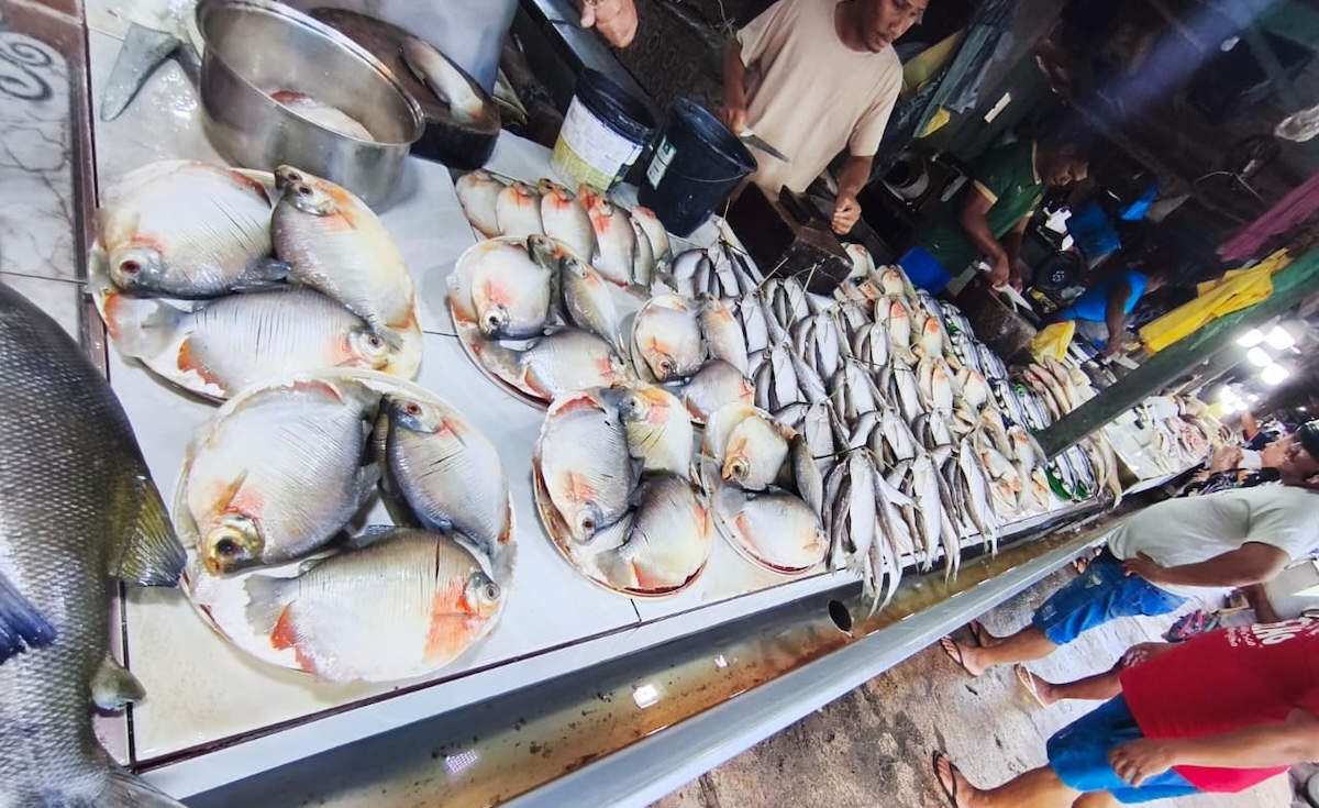 Pacu e Sardinha
