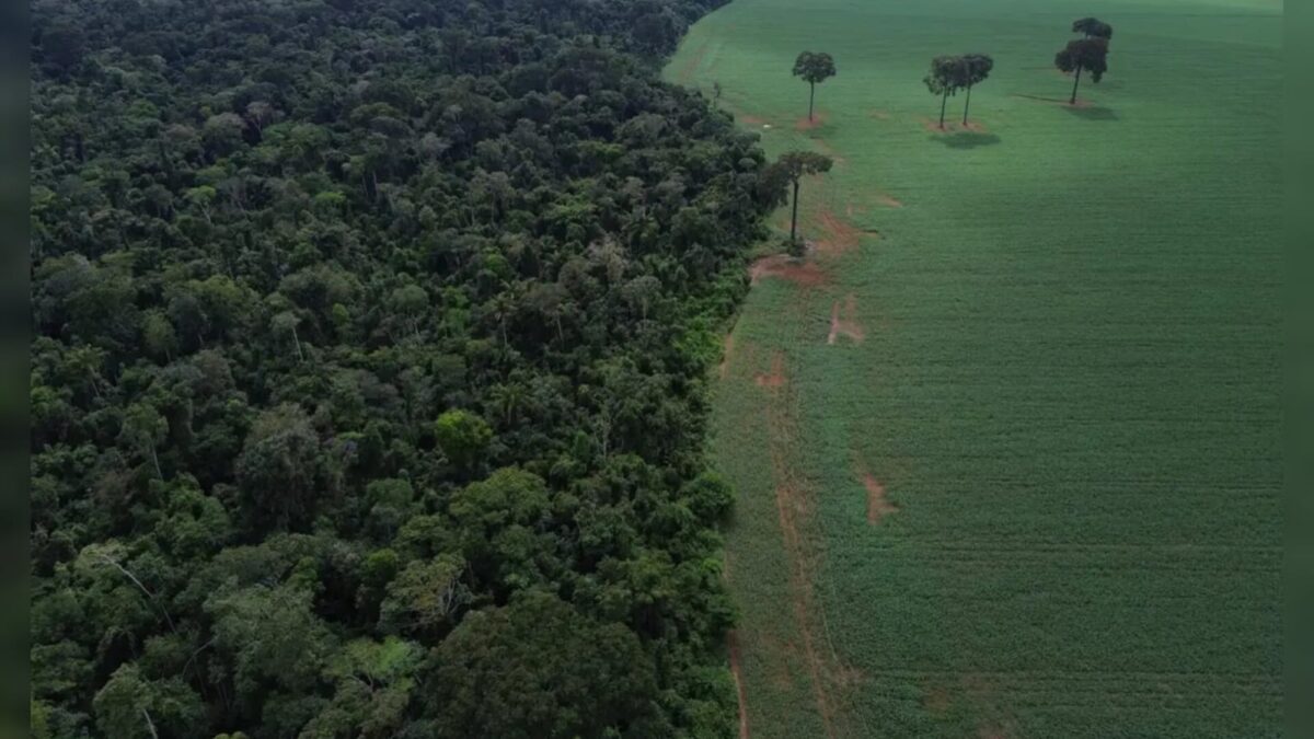 Cade derruba medida e favorece empresas no agro da soja na Amazônia