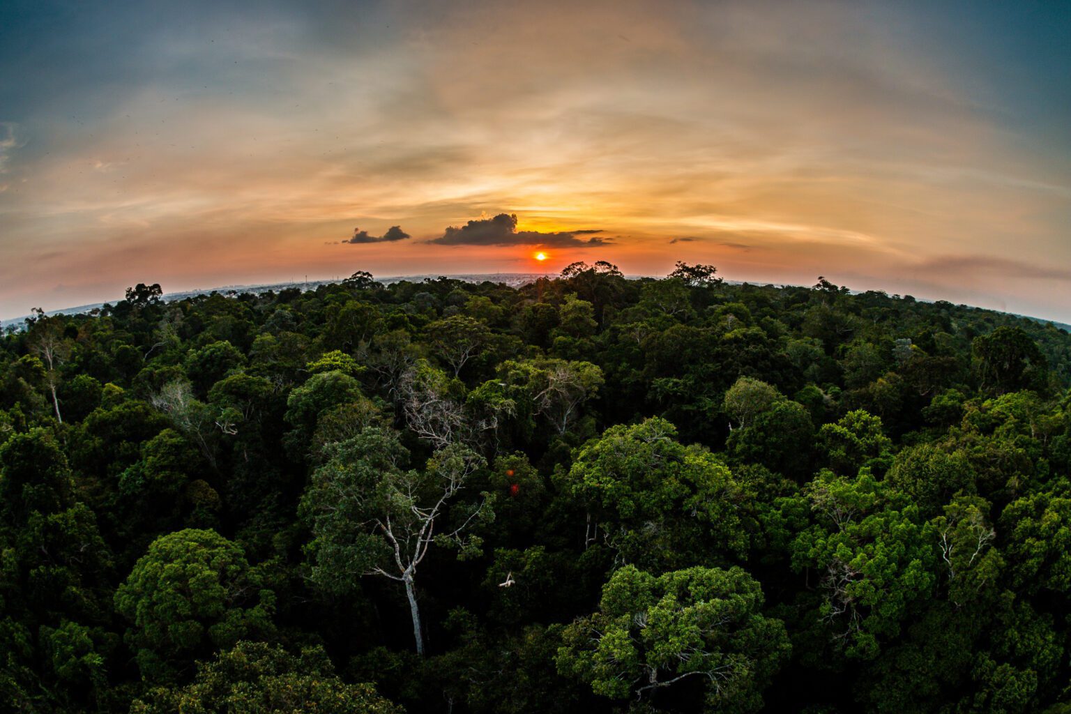 Empresários compram 3 mil hectares de floresta no Amazonas