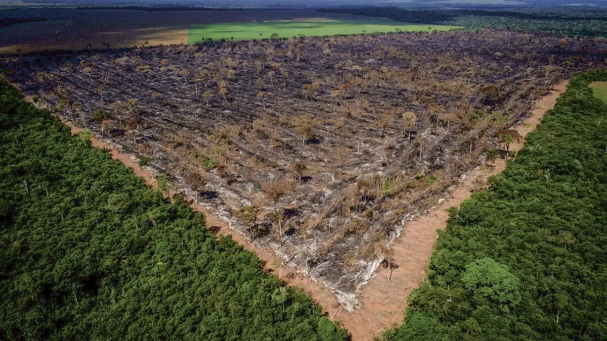 Amazônia: TRT-1 condena criador de gado por desmatamento ilegal