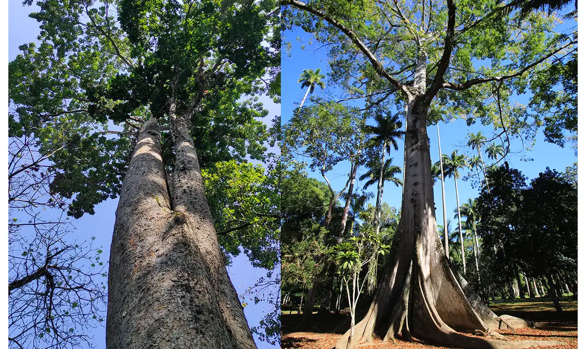 Sumaúma, a gigante que ajuda a regular umidade e clima da Amazônia